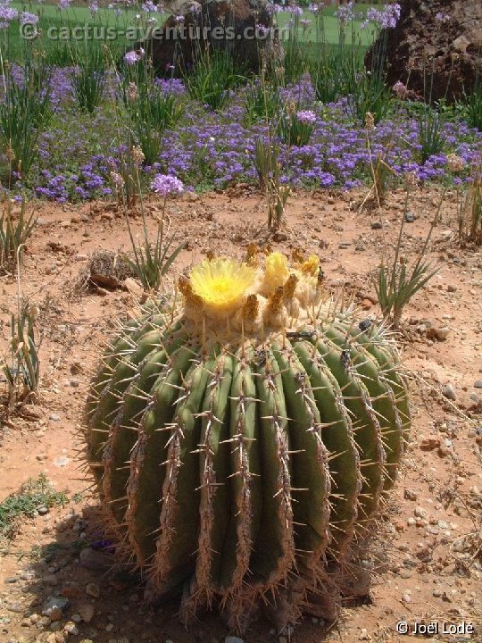 Echinocactus platyacanthus Imagen 044